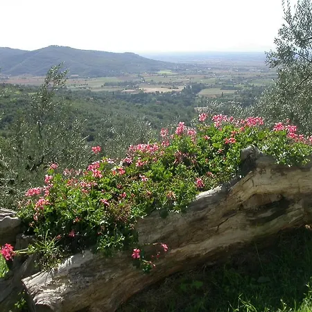 Lauro * Cortona